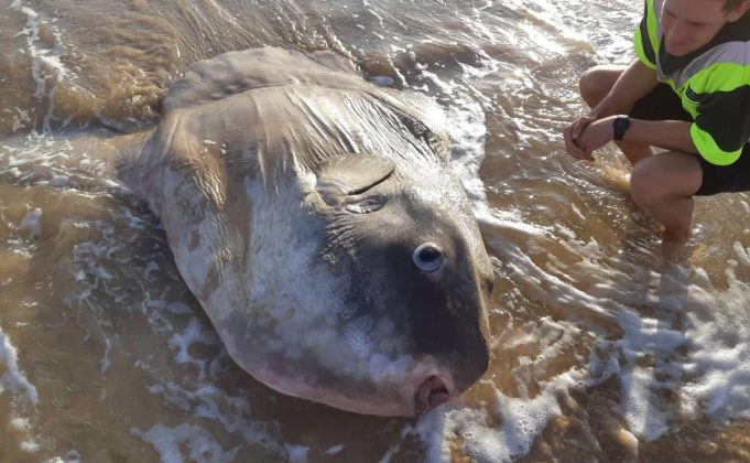 Peixe lua gigante e raro é encontrado na Austrália Planeta