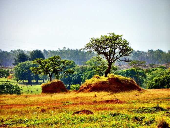 Cerrado Perdeu Quase Milh Es De Hectares De Vegeta O Nativa Em