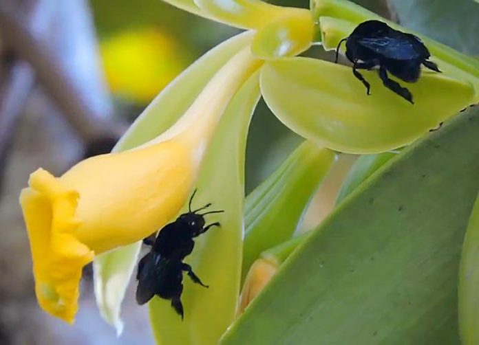 Reprodução de orquídeas produtoras de baunilha envolve muitas espécies