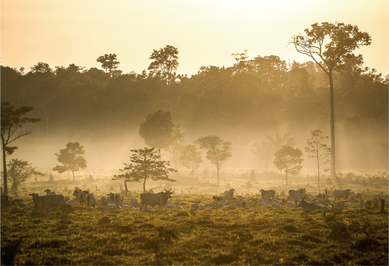 Floresta amazônia dá lugar a pasto no Mato Grosso / Foto: Thiago Foresti / Science