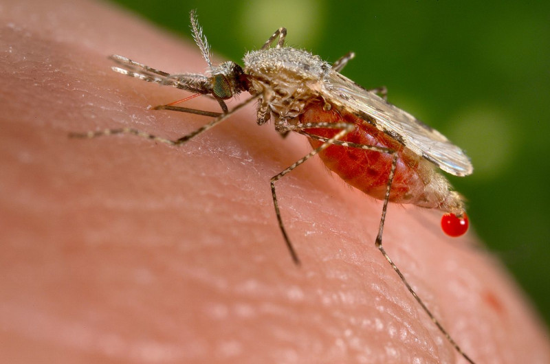 Mosquito Anopheles stephensi / Centro para Controle e Prevenção de Doenças dos EUA