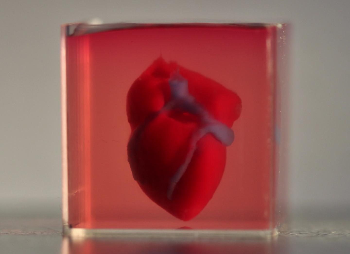 Coração humano criado em impressora 3D na Universidade de Tel Aviv / Foto: Tal Dvir, Assaf Shapira, Nadav Moor / Advanced Science