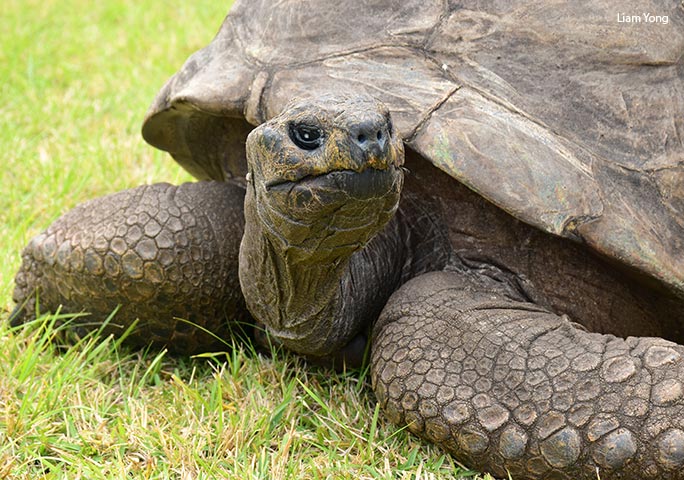 A tartaruga Jonathan, o animal terrestre mais velho do mundo / Foto Guiness World Records