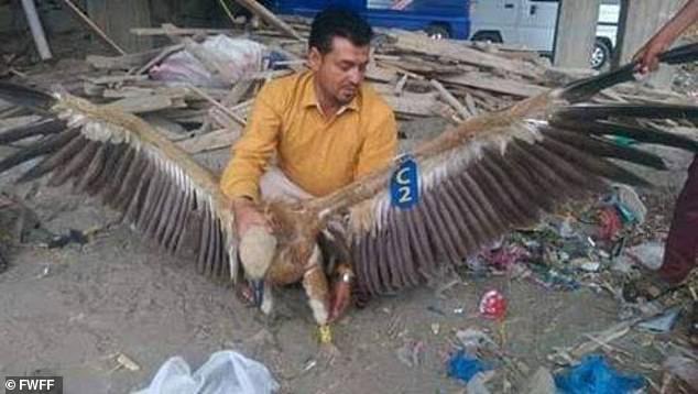 O abutre Nelson foi capturado por militantes do Iêmen que acharam que ele era um espiã para os inimigos / Foto: Fund for Wild Flora and Fauna