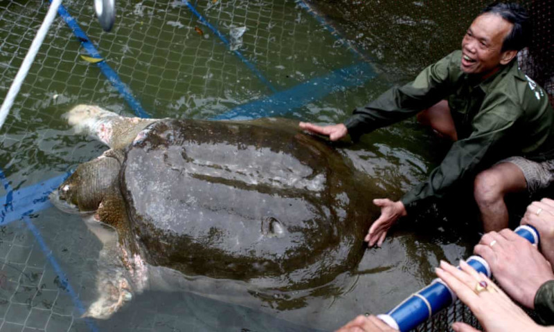 Tartaruga gigante de casco mole de Yangtze morre em zoológico na China / Foto: Agência de Proteção Ambiental dos Estados Unidos