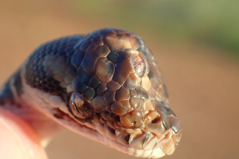 Cobra de três olhos é encontrada na Austrália / Foto: Northern Territory Parks and Wildlife
