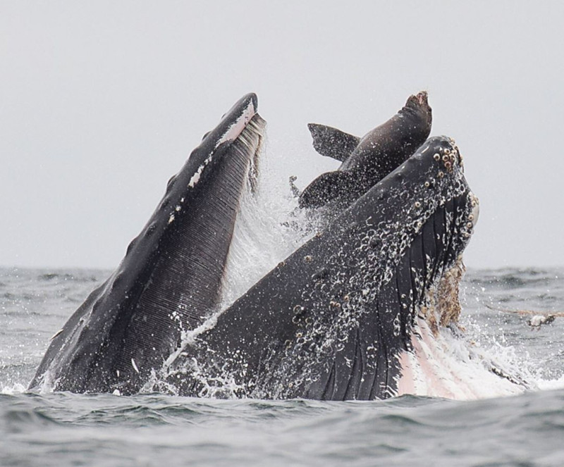 baleia leão marinho