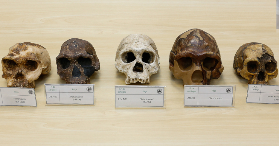 crânios de hominideos