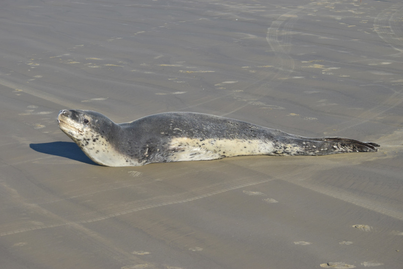 foca-leopardo rara
