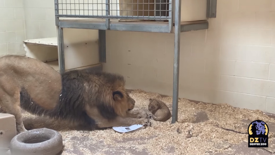 Leão conhece seu filhote pela primeira vez / Zoológico de Denver / Divulgação