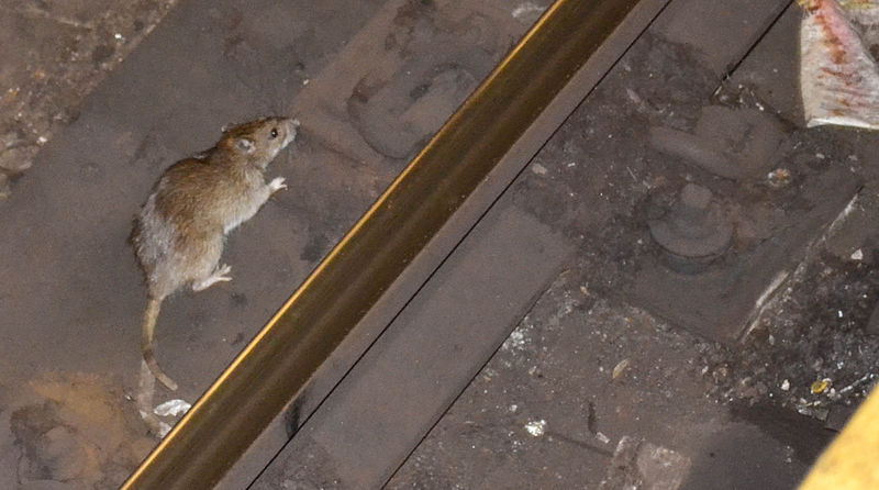 Do tamanho de um cão', ratos estão cada vez maiores e dominam Nova York