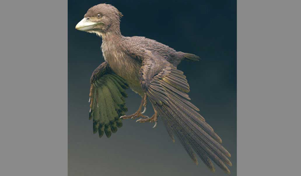 Concepção artística do pássaro: animal com características peculiares. Crédito: Masanori Yoshida/Instituto de Pesquisa de Dinossauros, Universidade da Província de Fukui
