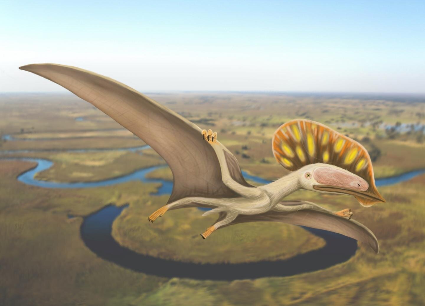 Qual a diferença entre Pterossauro, Pterodáctilo e Pteranodon
