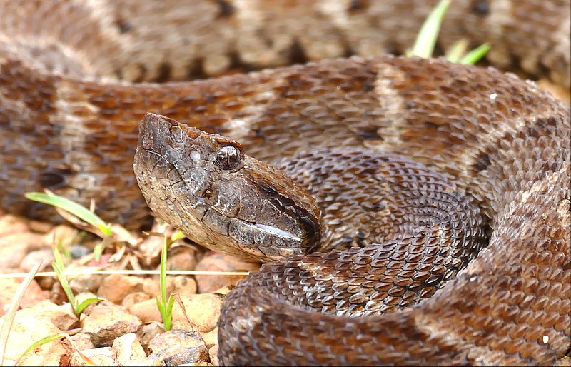 Serpente Bothrops atrox coletada na Floresta Nacional do Tapajós-FLONA/