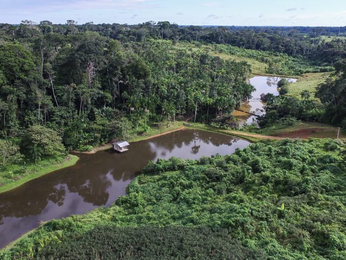 Natura amplia área de Floresta Amazônica que ajuda a conservar - Planeta