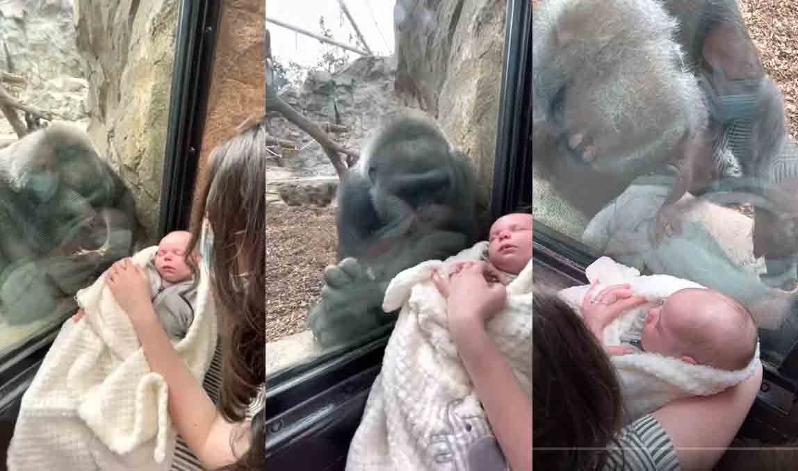 Video de gorila interagindo com bebê humano em zoológico viraliza. Foto: Reprodução Youtube