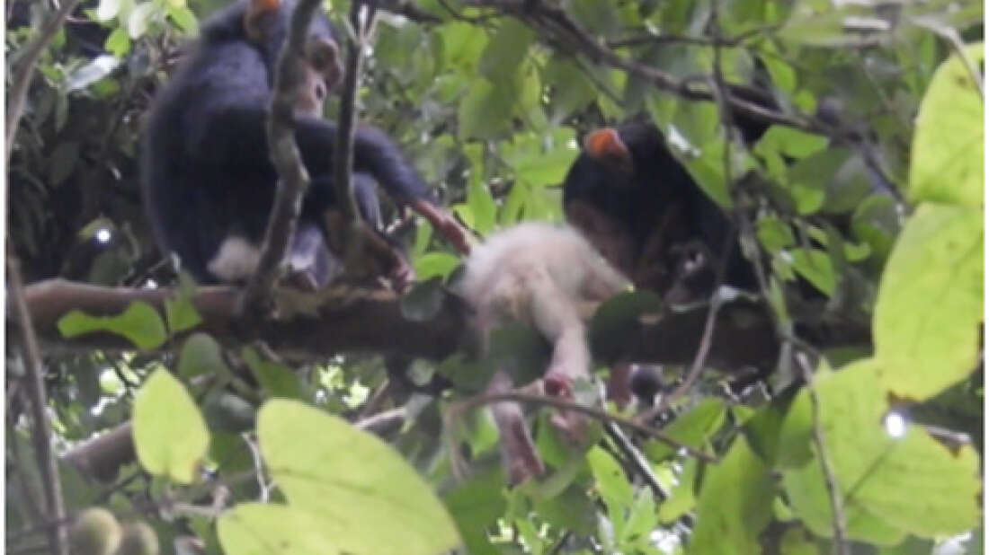 Pesquisadores testemunham triste fim de chimpanzé albino na selva - Planeta