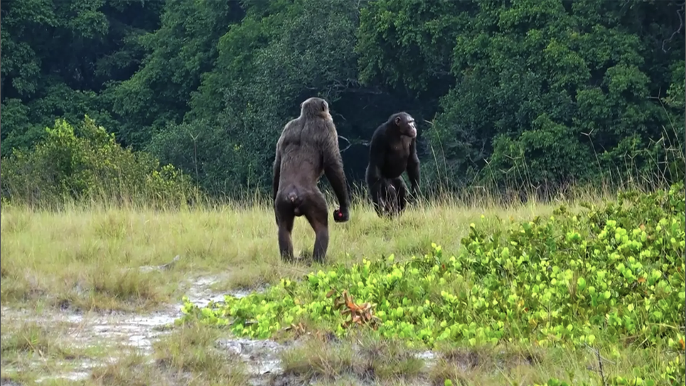 Macaco, Chimpanzé, Alcangando Foto de Stock - Imagem de ambiental,  irritado: 5131952