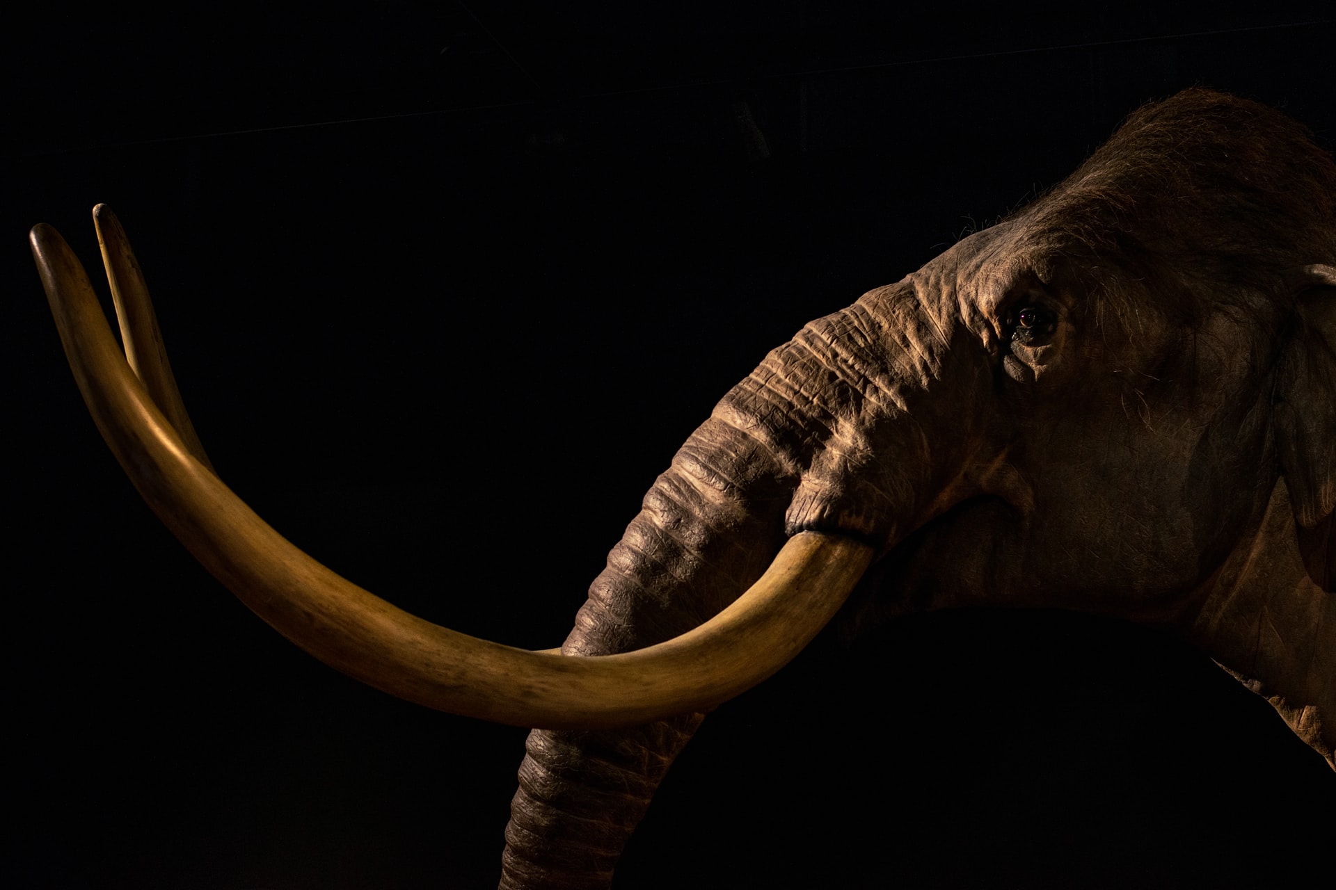 Extinção dos mamutes decorre de mudança climática, e não de humanos caçadores, diz estudo