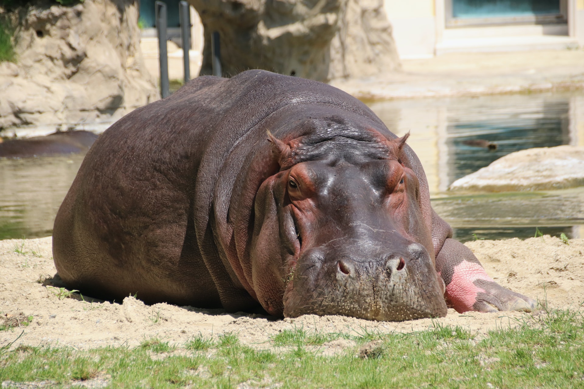 Hipopótamos de Pablo Escobar são legalmente reconhecidos como gente; entenda