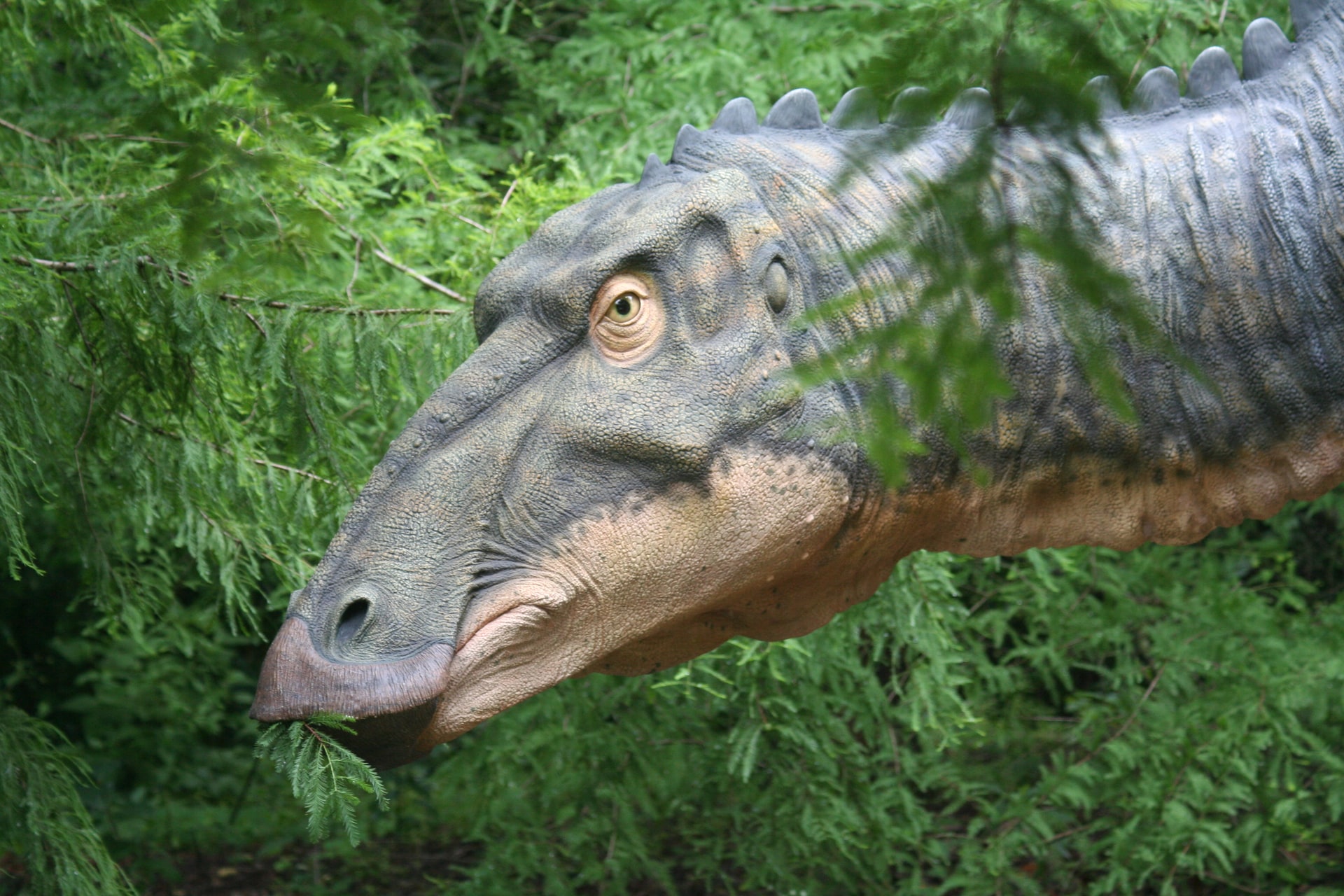 Fósseis Da Patagônia Mostram Que Dinossauros Do Jurássico Tinham Mentalidade De Rebanho Planeta