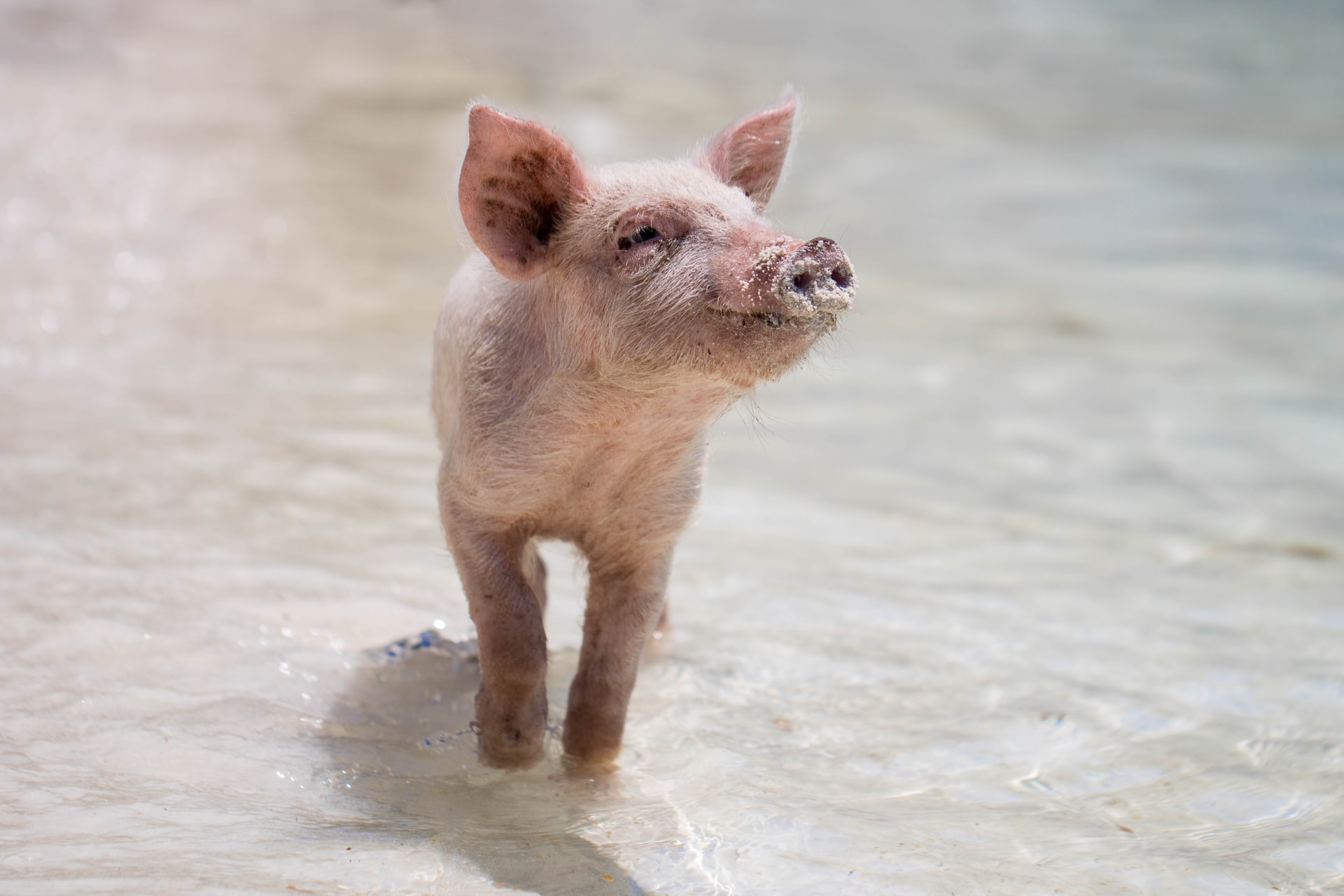Primeiro transplante de rim de porco para ser humano é bem-sucedido