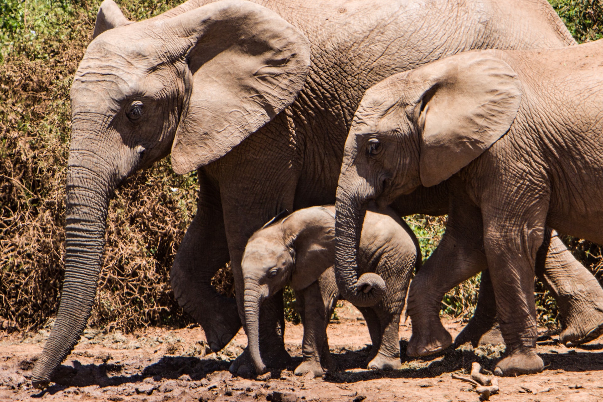 Elefantas perderam presas em processo evolutivo contra exploradores de marfim