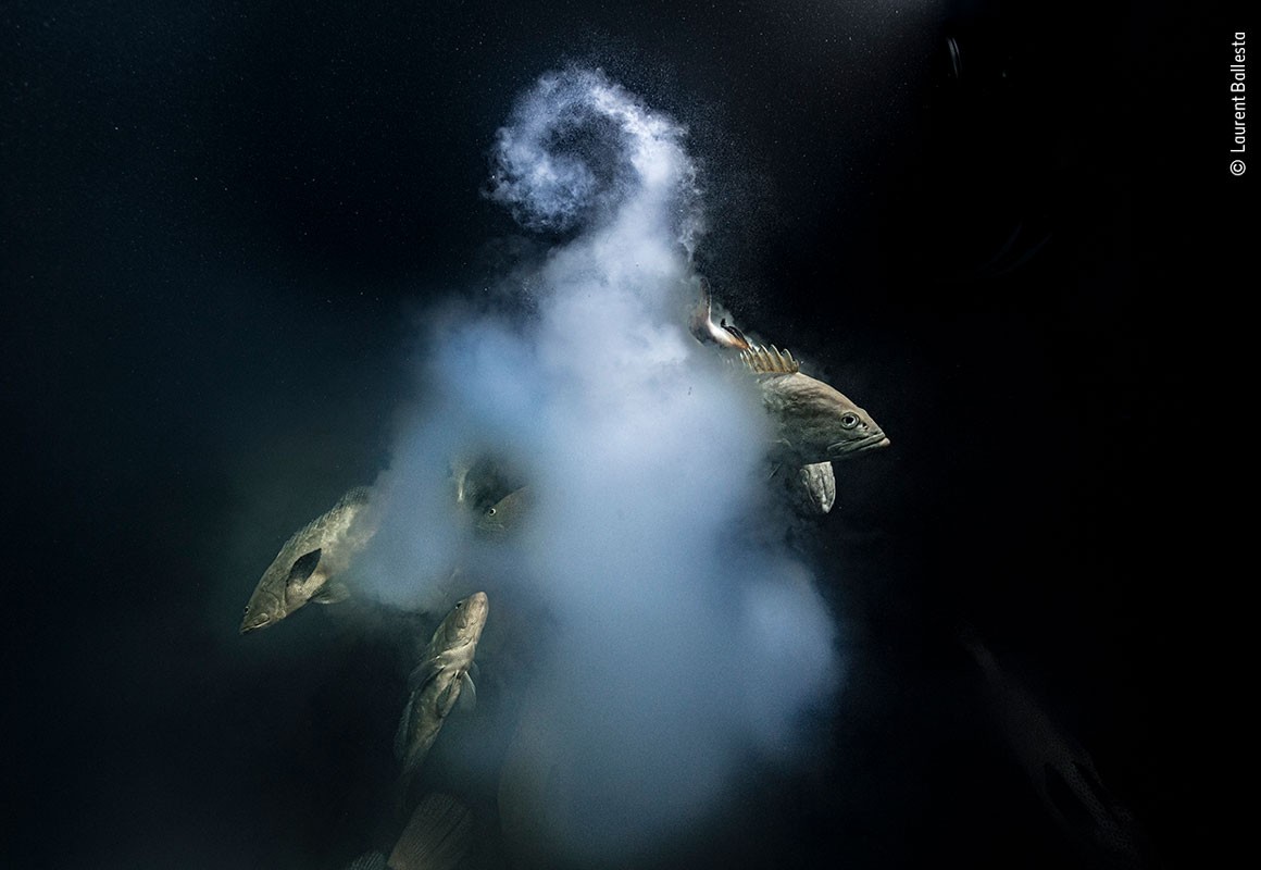 Fantástica imagem subaquática vence o prêmio Fotógrafo da Vida Selvagem 2021
