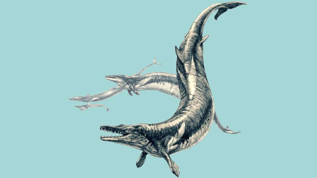 Crânio de baleia predadora com 36 milhões de anos é encontrado em deserto no Peru