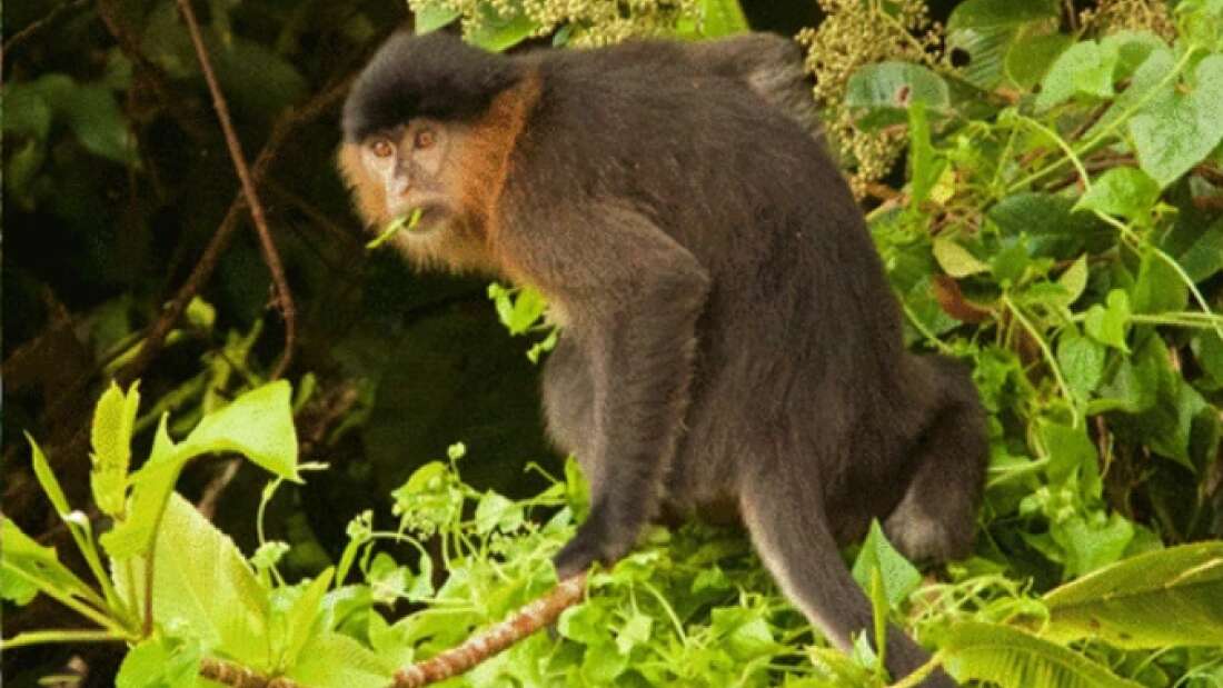 Macaco misterioso na Malásia pode ser um híbrido, resultado do