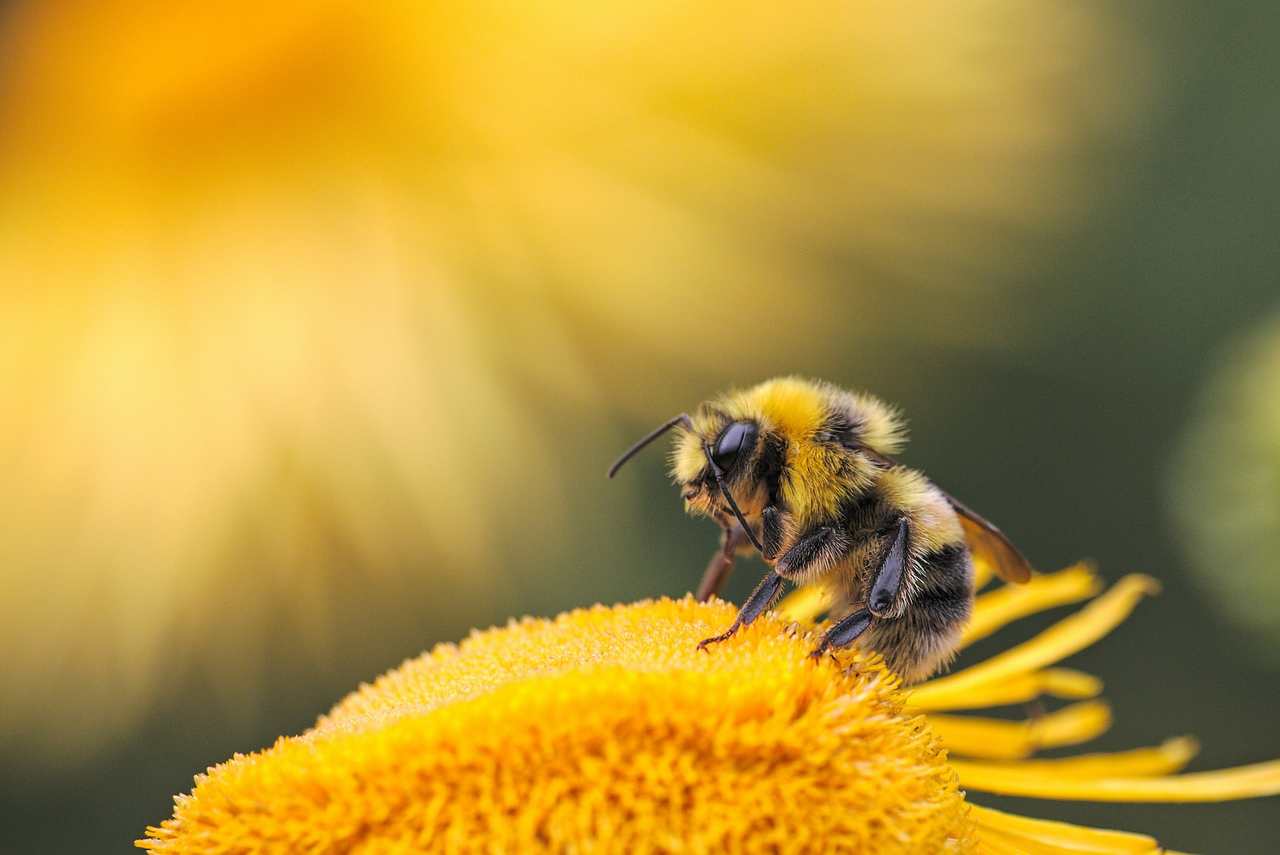 Estudo mostra que abelhas sabem contar e têm conceito de direita e esquerda