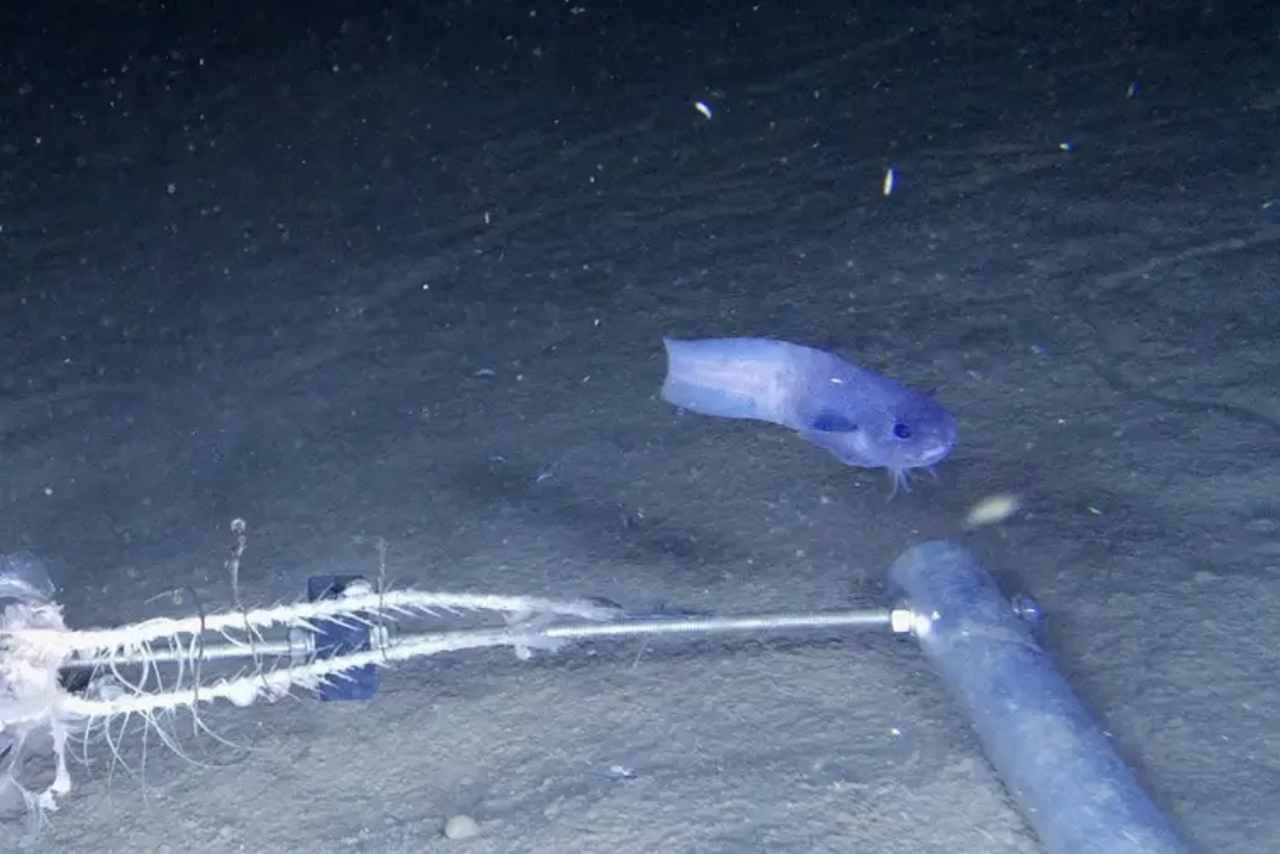 Peixe azul surpreendente é descoberto nas profundezas escuras do oceano