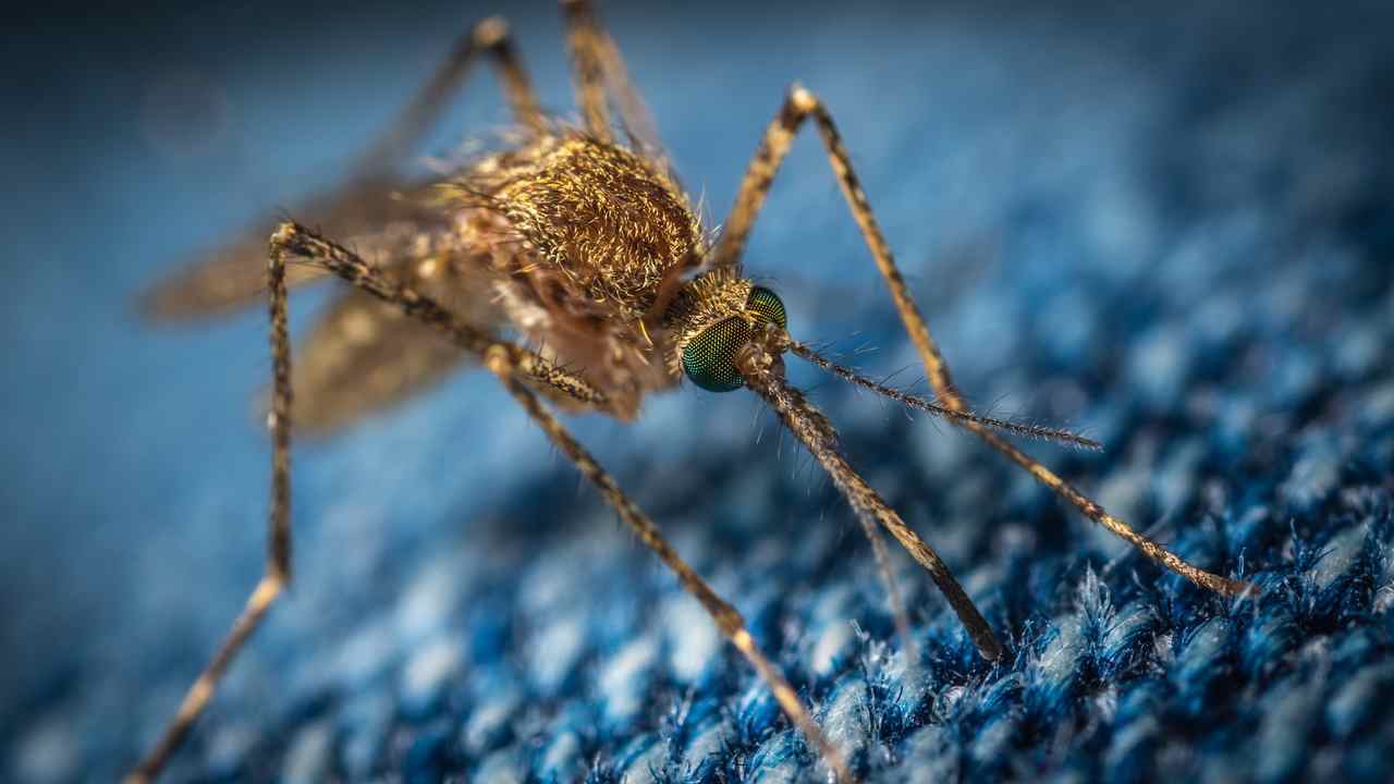 Algumas pessoas atraem mais mosquitos que outras, indica estudo