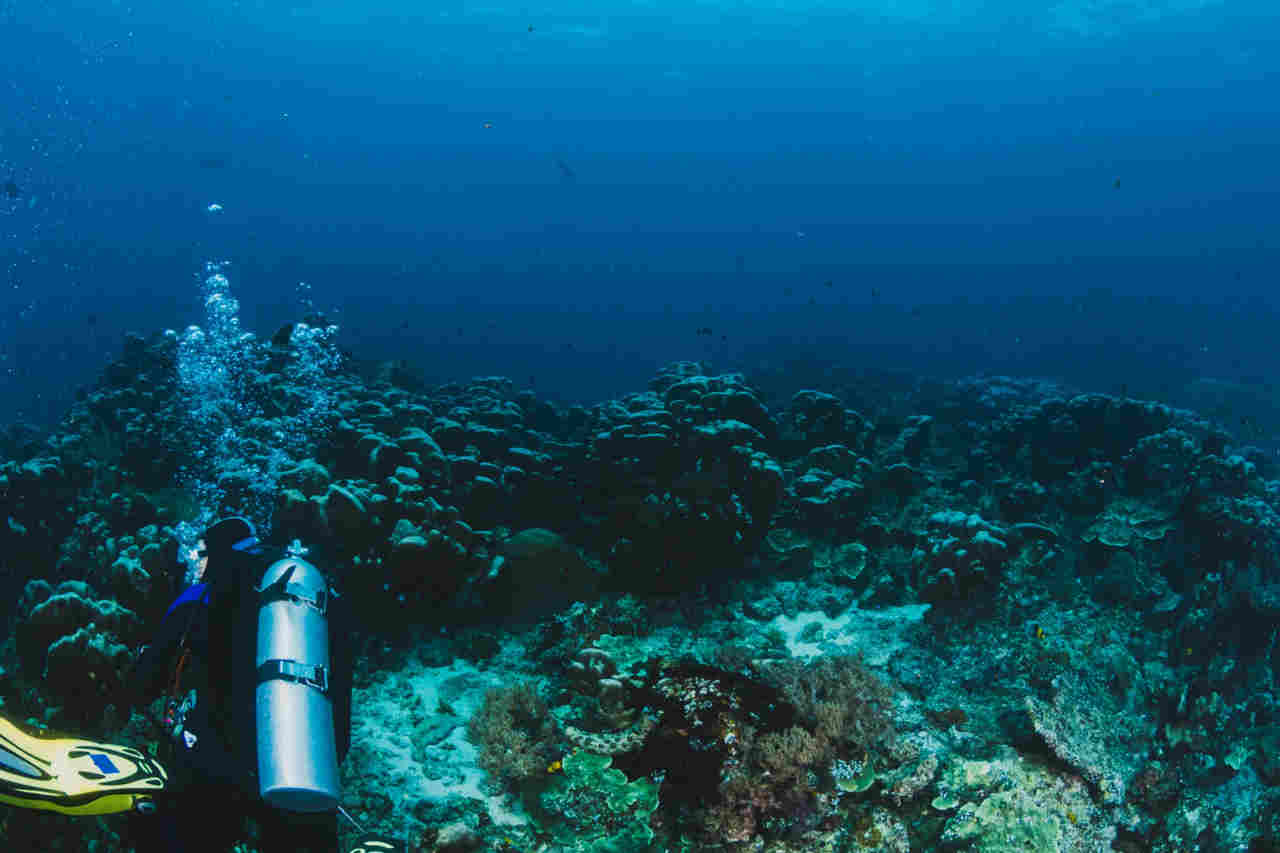 Pesquisadores descobrem santuário de tubarões famintos no mar das Maldivas