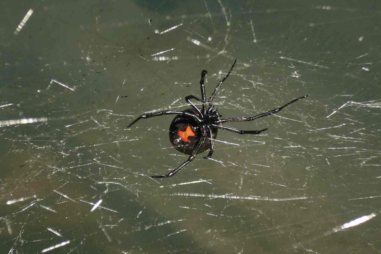 Ciência explica por que a aranha viúva negra pica mais homens, especialmente no pênis