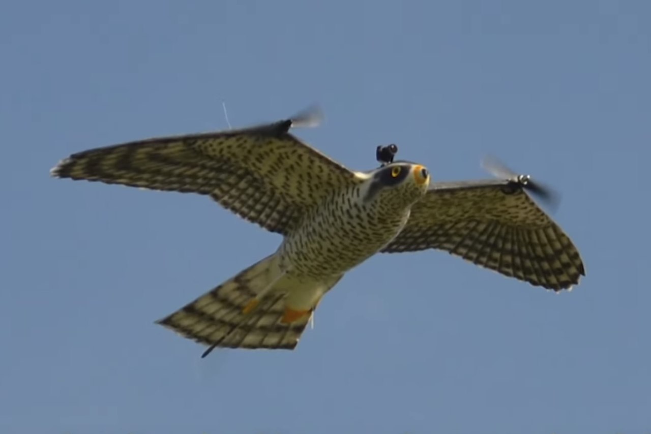Robô voador que imita falcão é usado para espantar bandos de pássaros