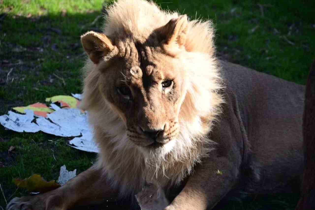 Zoológico tenta entender como uma de suas leoas ganhou juba