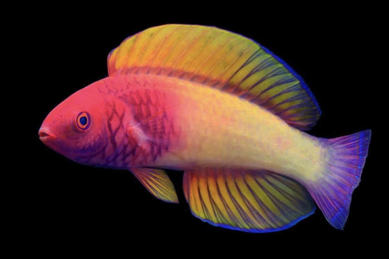 Peixe que nasce fêmea e vira macho é descoberto no fundo do mar