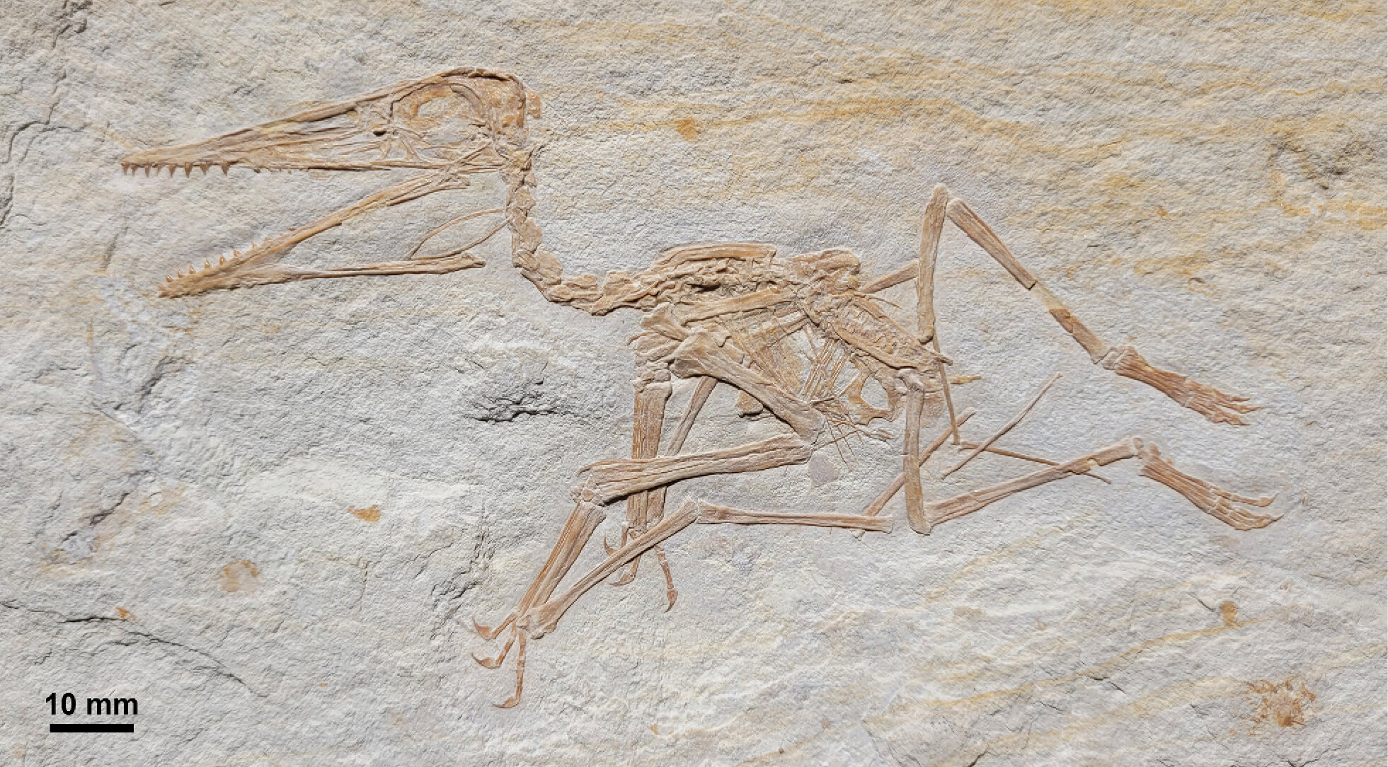 Mundo Pré-Histórico: Pterodáctilo, o primeiro pterossauro