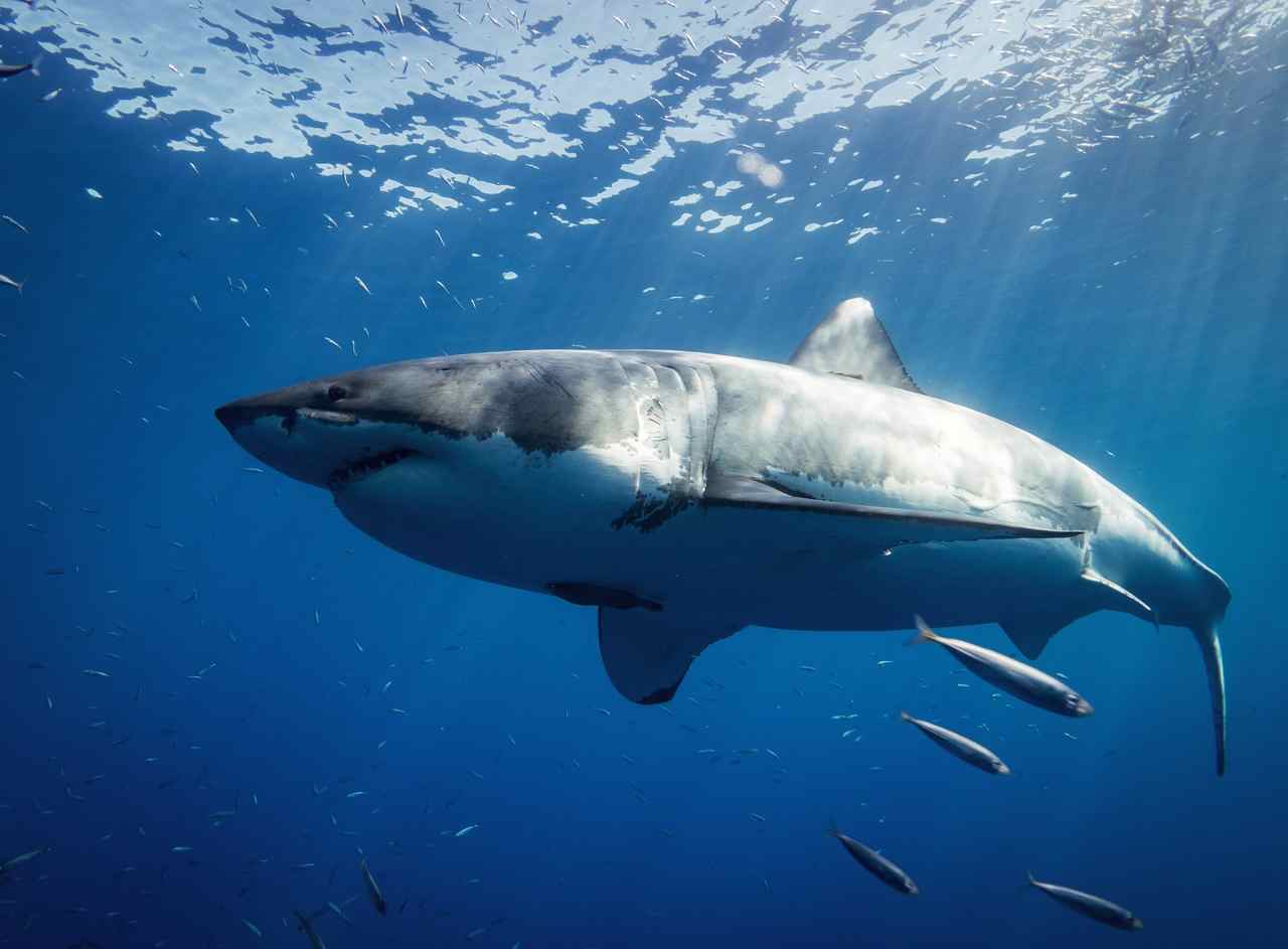 Conheça Deep Blue, o maior tubarãobranco do mundo