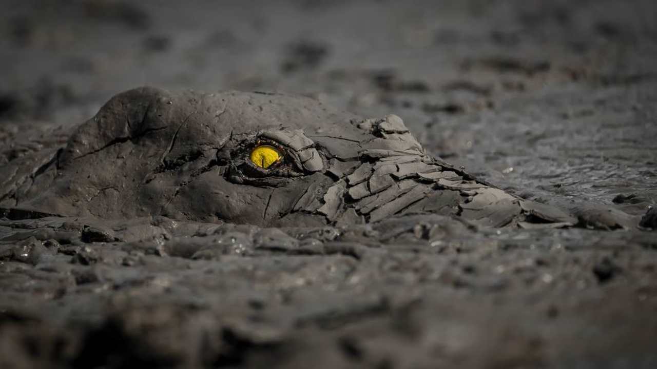 Imagem assustadora de crocodilo vence concurso internacional de fotos na natureza