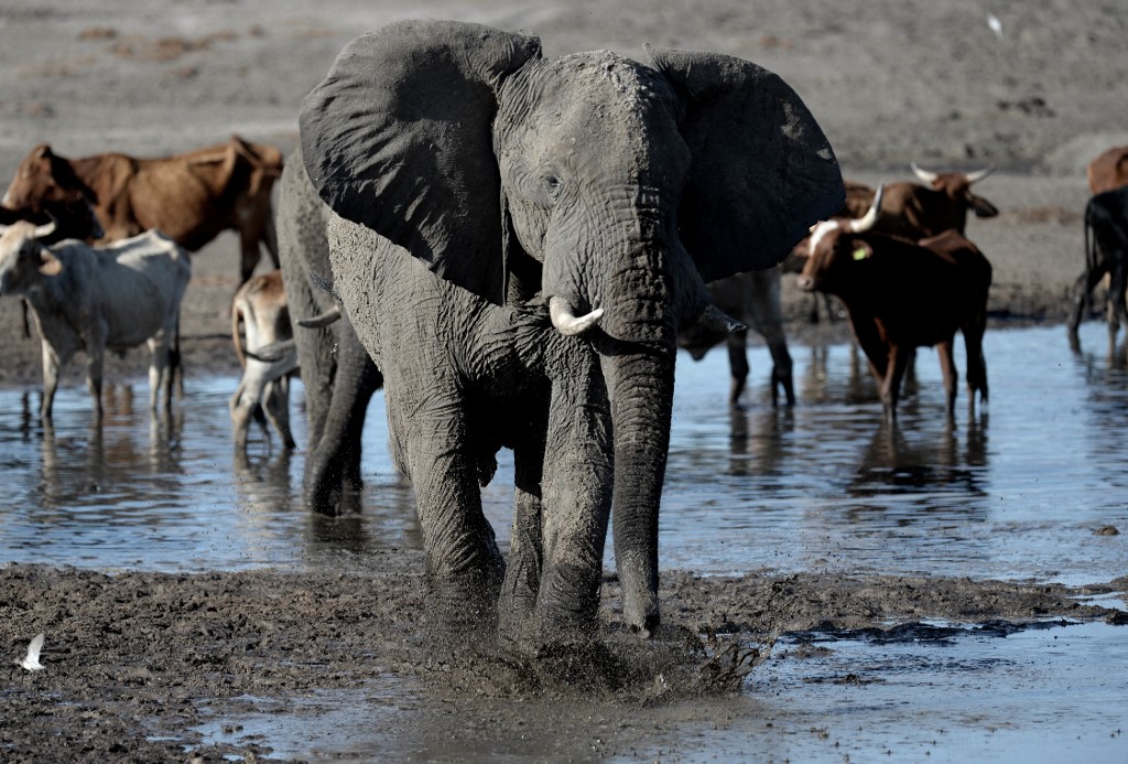 O presidente do Botswana ameaçou Berlim com o reassentamento de 20.000 elefantes na Alemanha (Crédito: MONIRUL BHUIYAN/AFP)