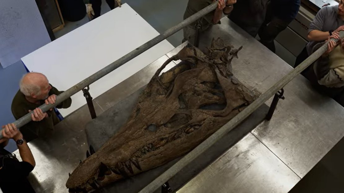 Crânio de 'monstro marinho' de 150 milhões de anos quebra recorde no Guinness (crédito: Reprodução/YouTube/TheEtchesCollection)