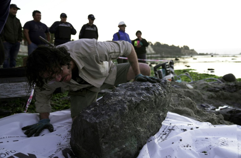 O paleontólogo Sergio Soto verifica parte da última descoberta, um esqueleto de Elasmosaurus - uma espécie extinta há 70 milhões de anos - em Algarrobo, região de Valparaíso, Chile, em 10 de abril de 2024 - AFP