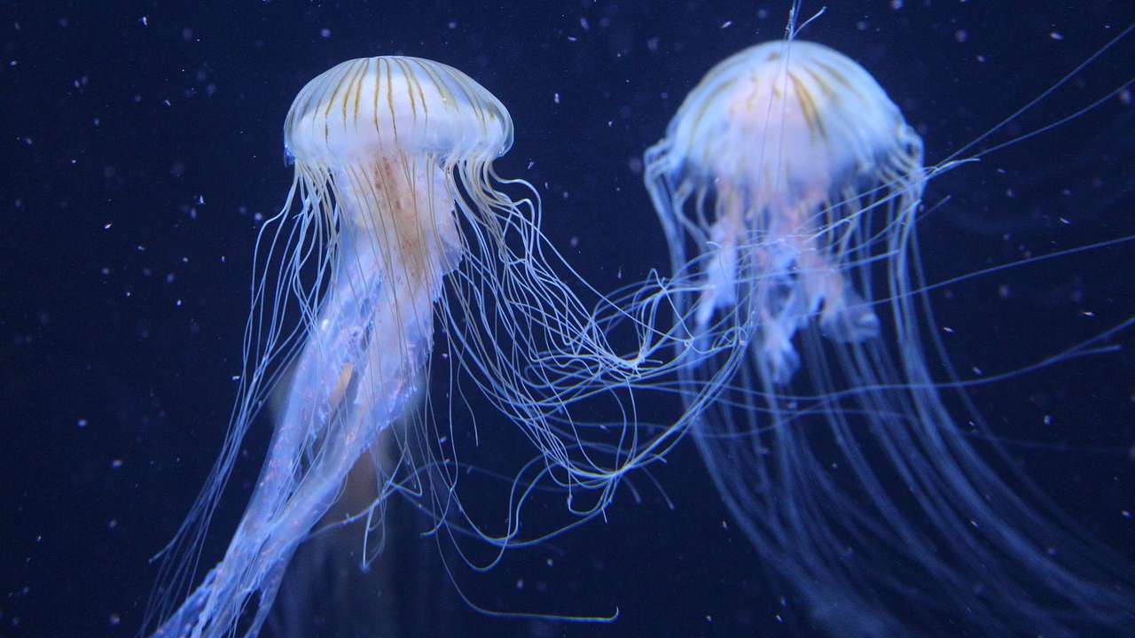 Águas-vivas medusas