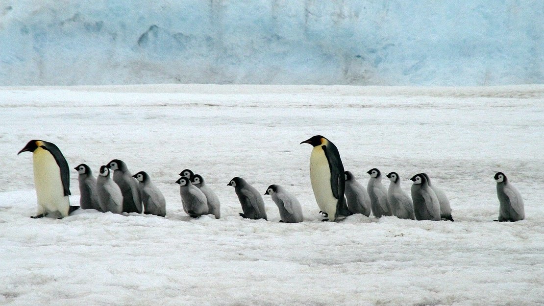 Pinguins-imperadores