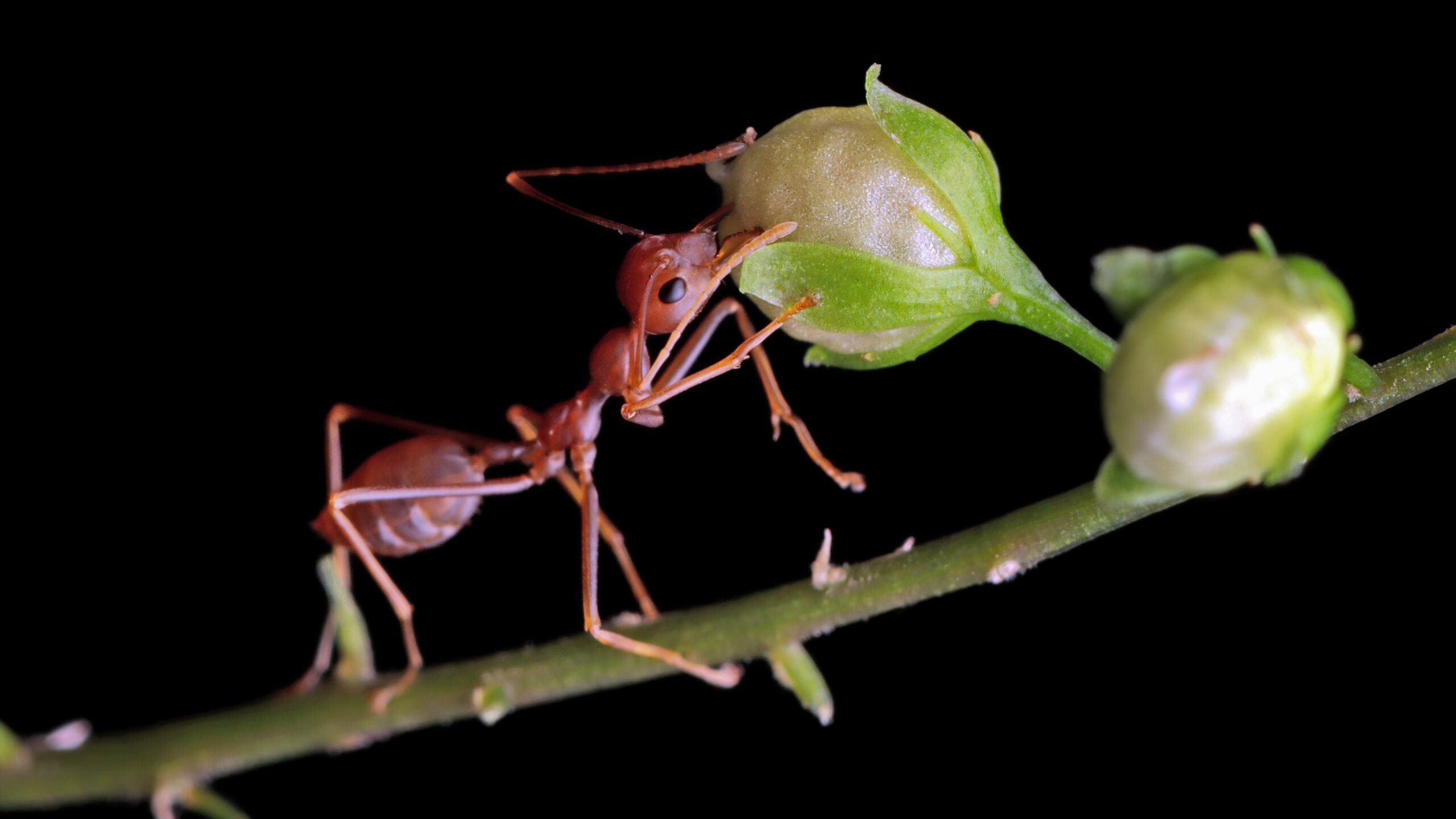 Formiga comendo fruta e folhas