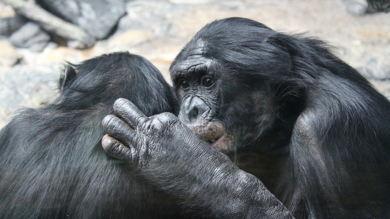 Casal de macacos