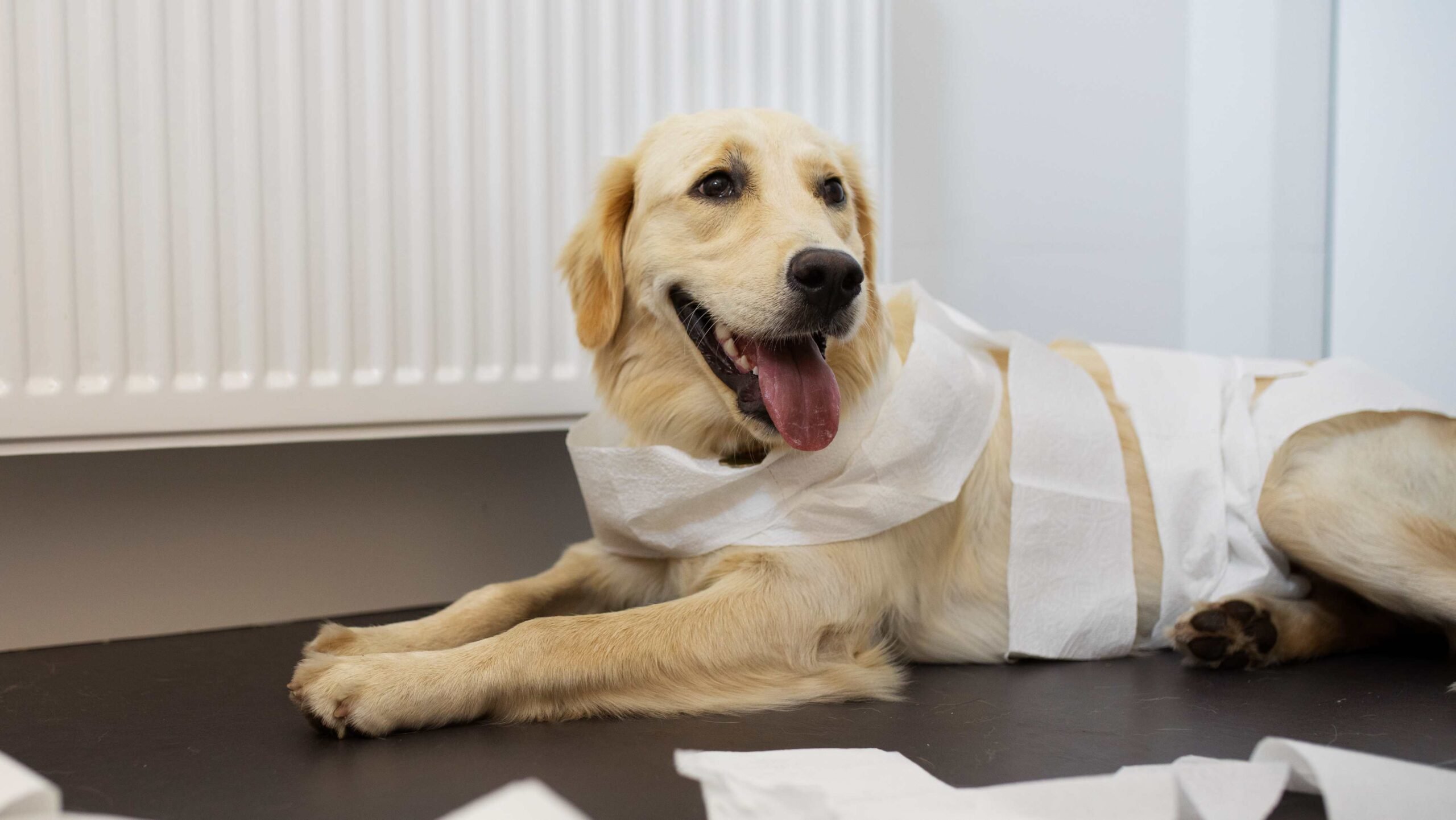 Cachorra envolta em papel higiênico