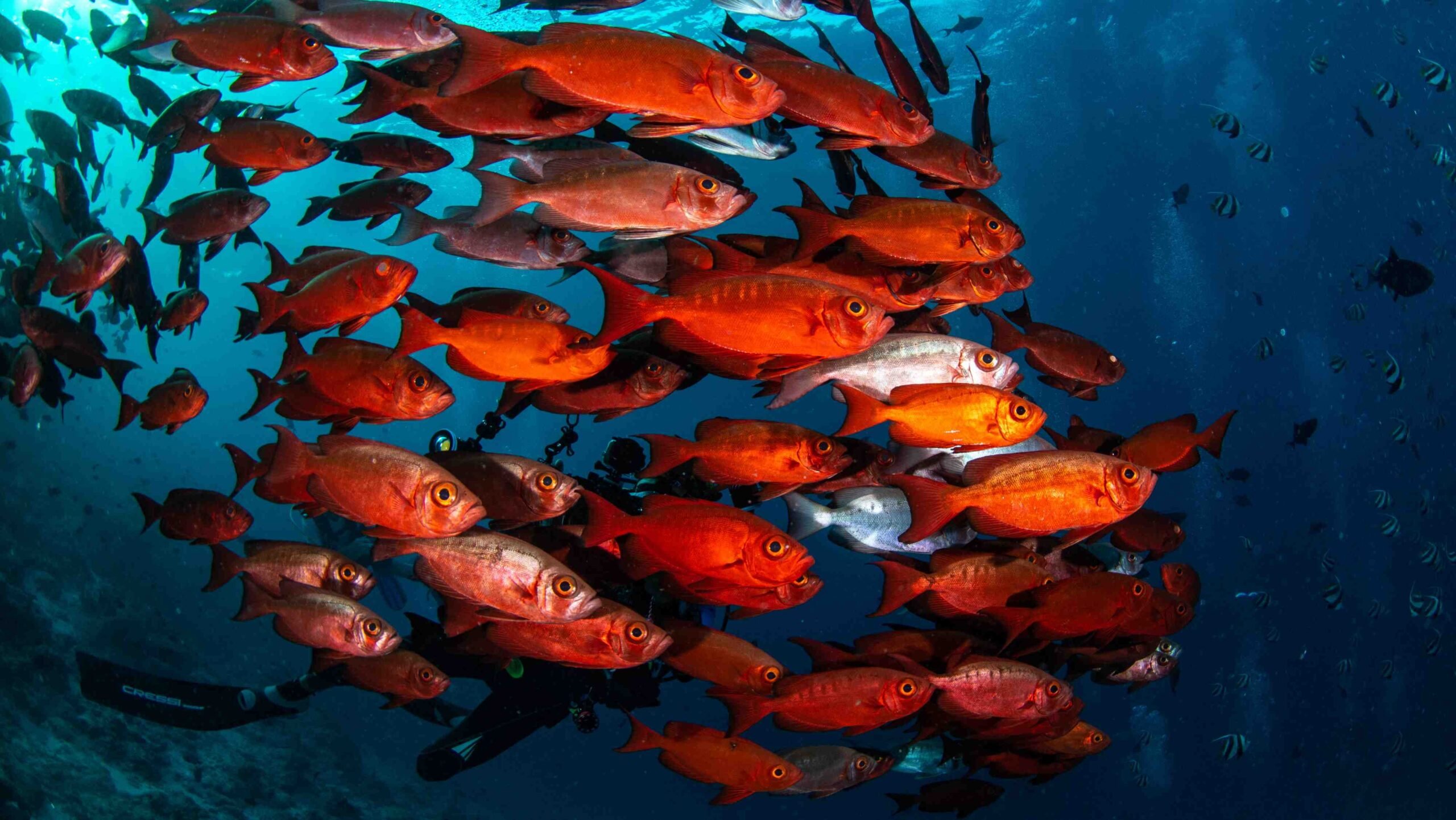 Peixes nas Ilhas Maldivas